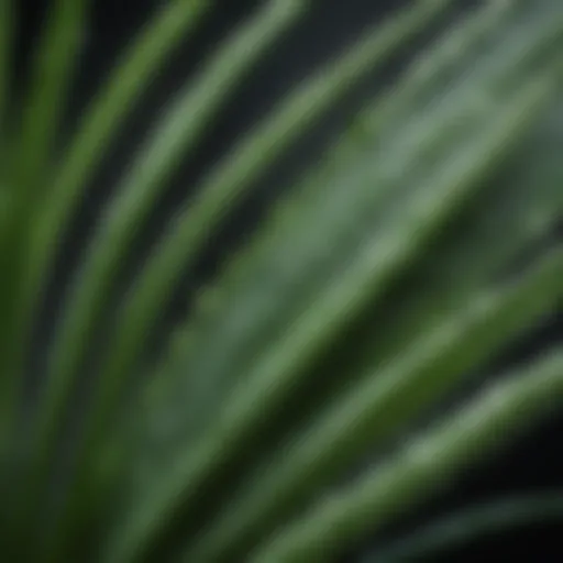 Aloe vera leaf with droplets of gel