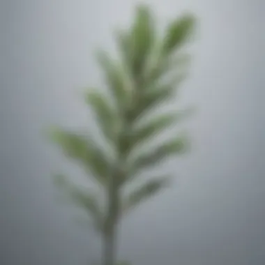 Fresh rosemary leaves for hair treatment