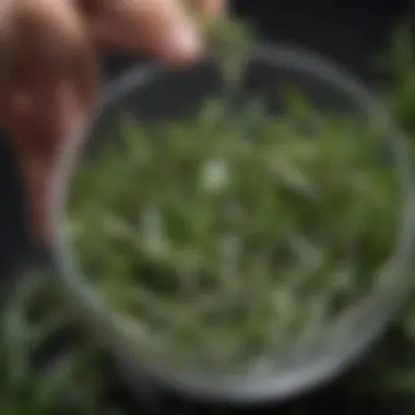 Close-up of rosemary infusion preparation