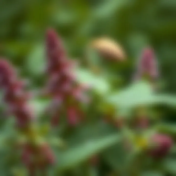 Botanical plants with menstrual benefits