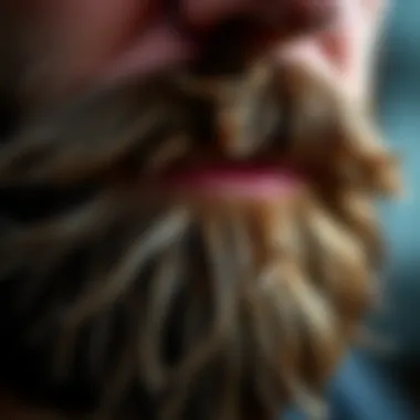 Close-up of a well-groomed beard