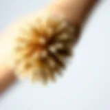 Natural Bristles of a Brush Close-up of natural bristles on a brush