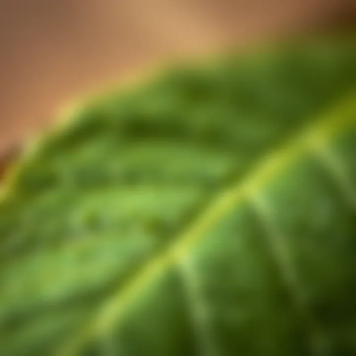 Close-up of Matcha Leaves Close-up of matcha leaves