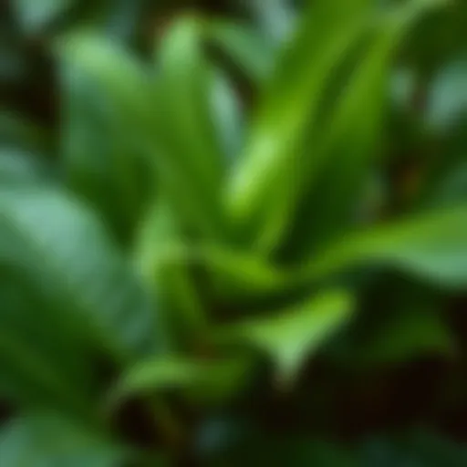 Vibrant Mor Nane Leaves