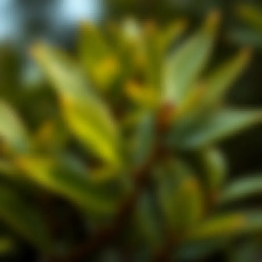 A close-up of tea tree leaves showcasing their vibrant green color